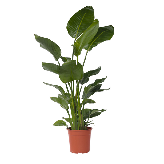 Giant Bird of Paradise - Strelitzia nicolai - Height 150-170cm - ⌀28cm