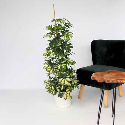 Umbrella Plant - Schefflera 'Dalton' - Height 90-100cm - ⌀21cm
