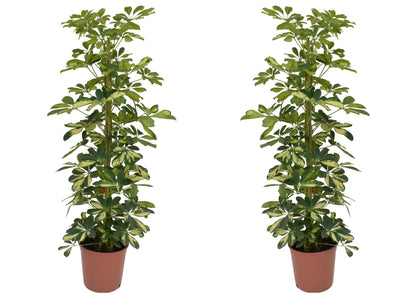 Arbre ombrelle - Set de 2 - Schefflera 'Dalton' - Hauteur 90-100cm - ⌀21cm