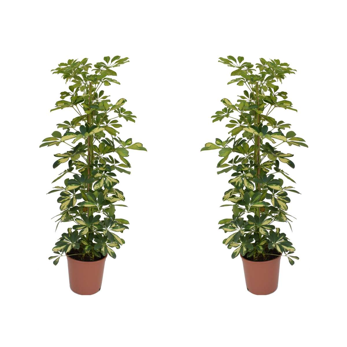 Arbre ombrelle - Set de 2 - Schefflera 'Dalton' - Hauteur 90-100cm - ⌀21cm