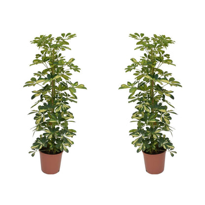 Arbre ombrelle - Set de 2 - Schefflera 'Dalton' - Hauteur 90-100cm - ⌀21cm
