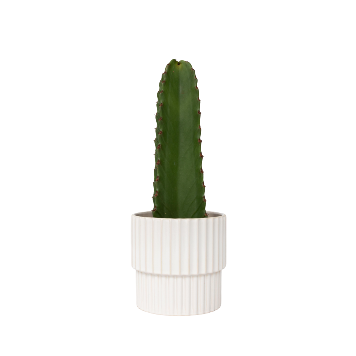 Candelabra tree cactus - Euphorbia ingens - Height 40-50cm - ⌀18cm