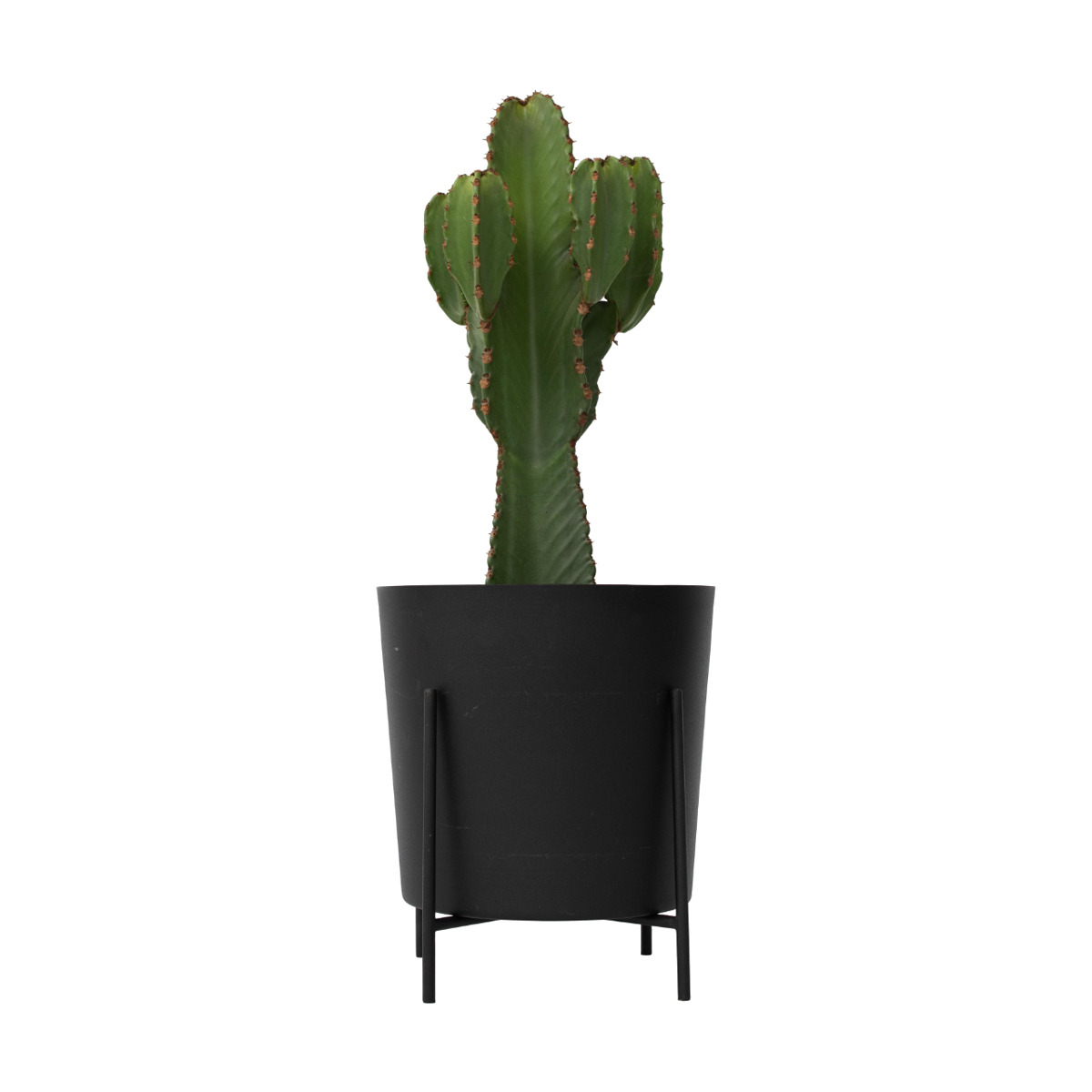 Euphorbe ingens - Euphorbia ingens - Hauteur 85-95cm - ⌀24cm