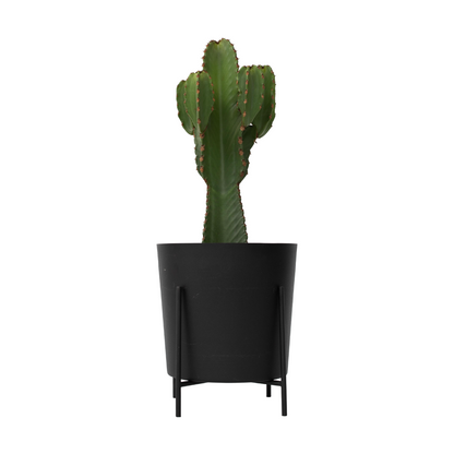 Euphorbe ingens - Euphorbia ingens - Hauteur 85-95cm - ⌀24cm