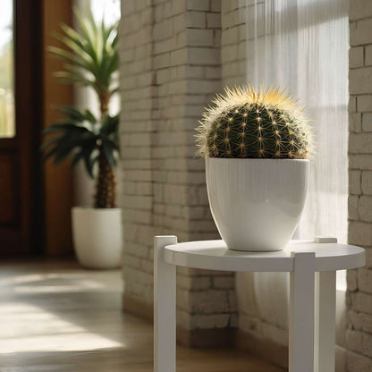 Golden Barrel Cactus - Echinocactus grusonii - Height 40-45cm - ⌀25cm