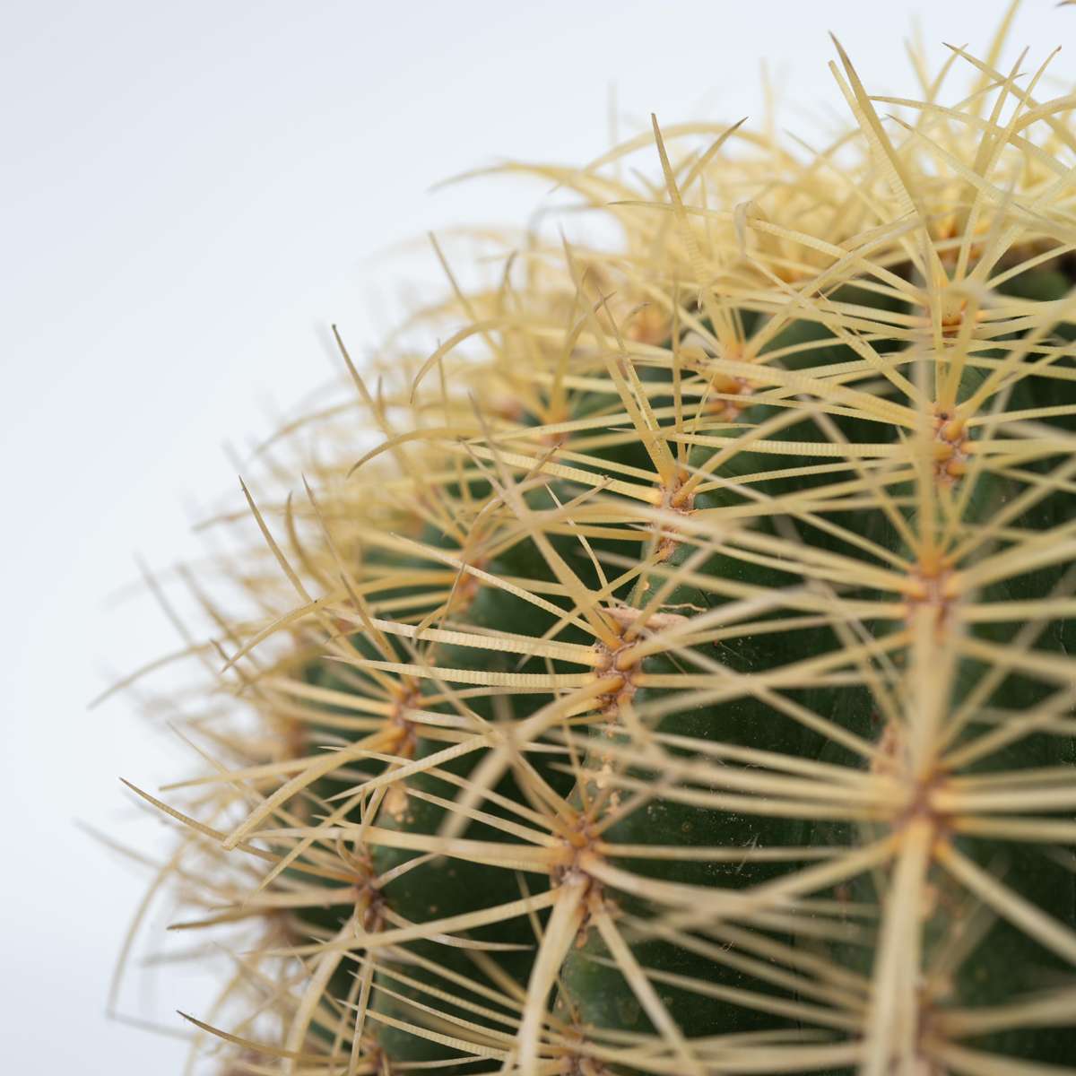 Golden Barrel Cactus - Echinocactus grusonii - Height 40-45cm - ⌀25cm