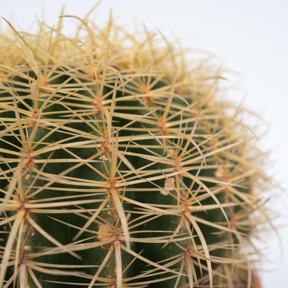 Cactus de Noël - Echinocactus grusonii - Hauteur 25-35cm - ⌀25cm