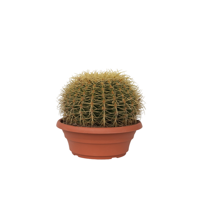 Golden Barrel Cactus - Echinocactus grusonii - Height 40-45cm - ⌀25cm