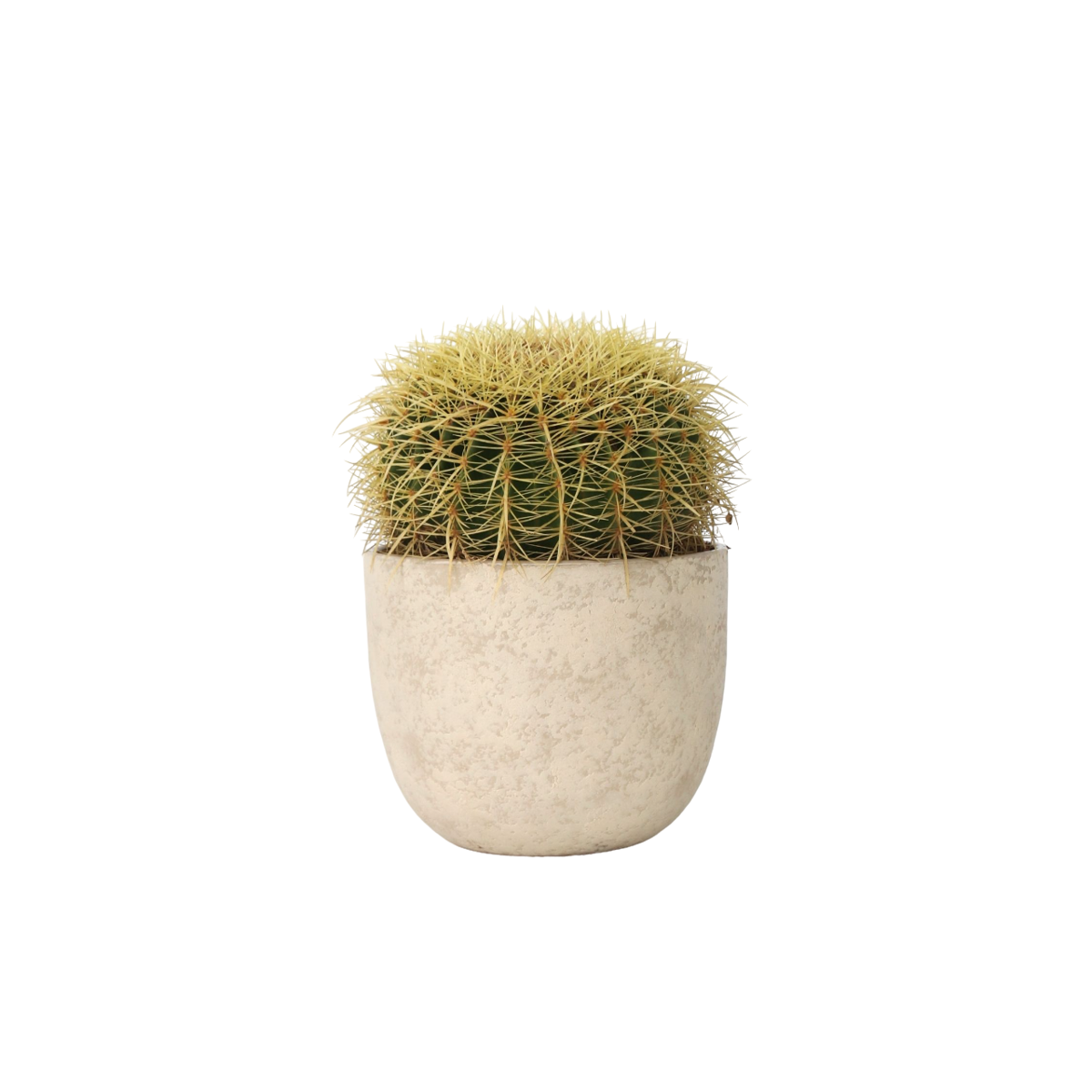 Golden Barrel Cactus - Echinocactus grusonii - Height 40-45cm - ⌀25cm