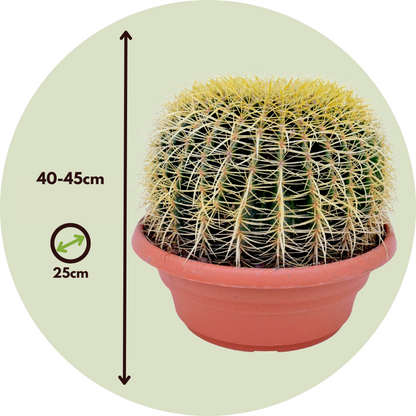 Golden Barrel Cactus - Echinocactus grusonii - Height 40-45cm - ⌀25cm