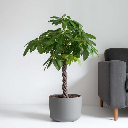 Money Tree Plant - Pachira aquatica - Height 110-120cm - ⌀24cm