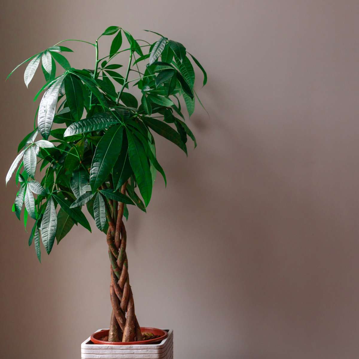 Money Tree Plant - Pachira aquatica - Height 110-120cm - ⌀24cm