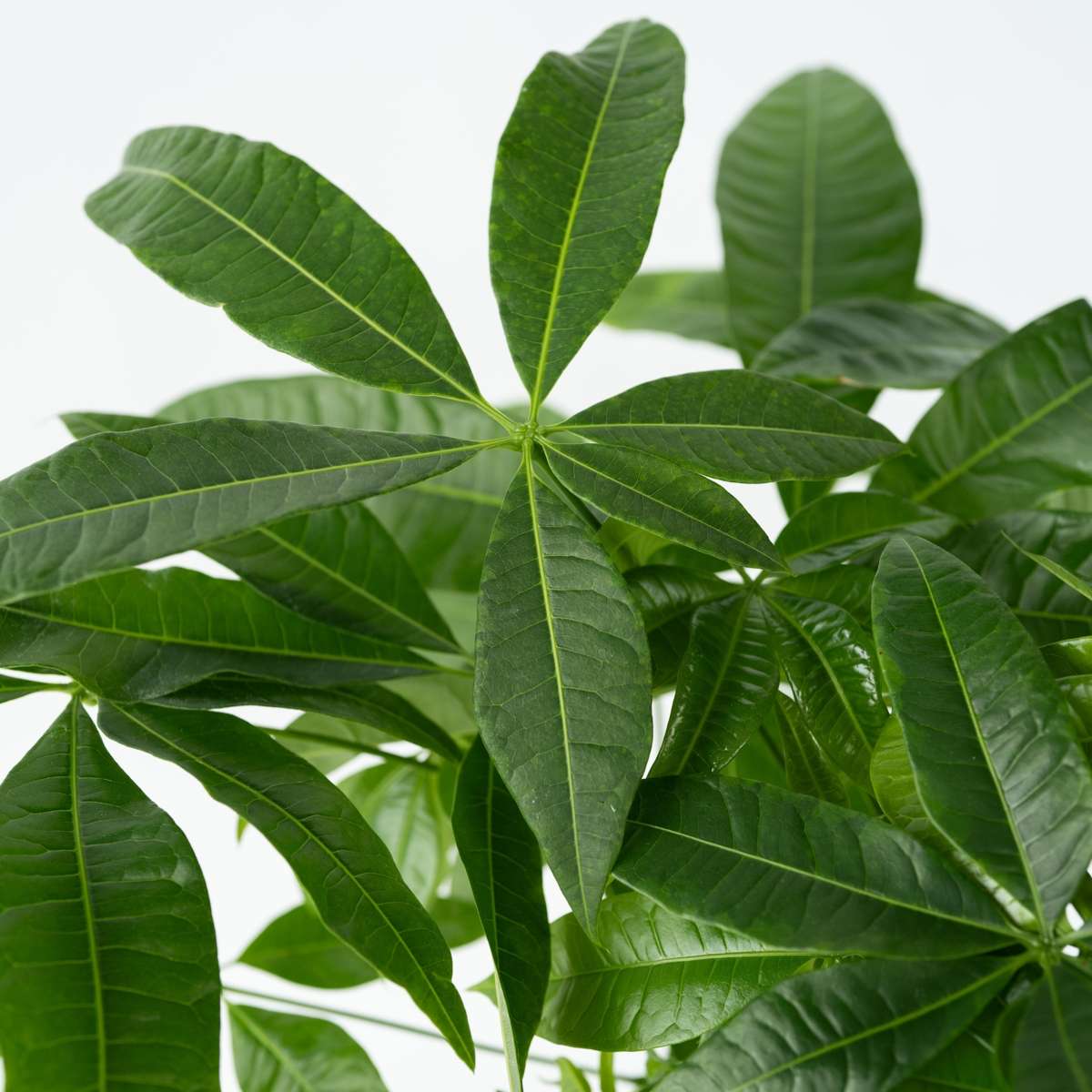 Arbre à argent - Pachira aquatica - Hauteur 100-120cm - ⌀24cm