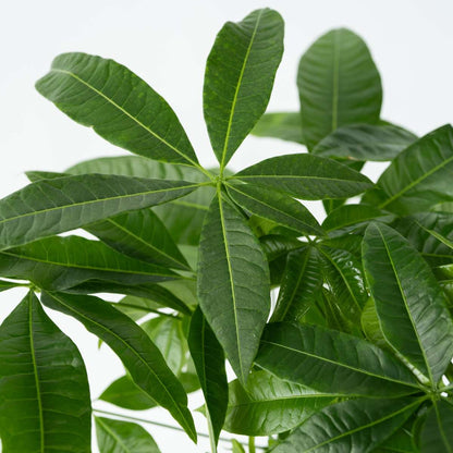 Arbre à argent - Pachira aquatica - Hauteur 100-120cm - ⌀24cm