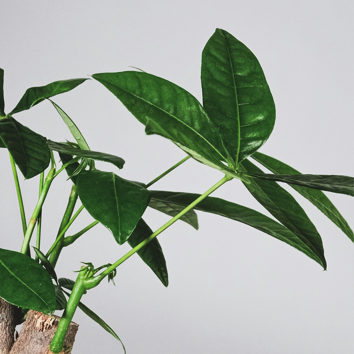 Money Tree Plant - Pachira aquatica - Height 110-120cm - ⌀24cm