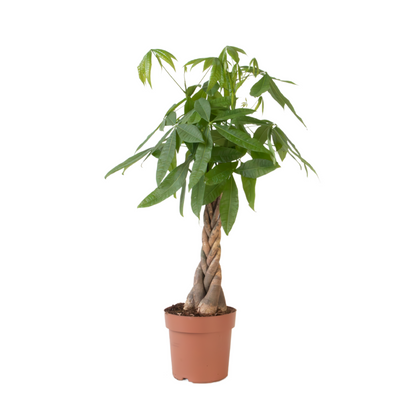 Money Tree Plant - Pachira aquatica - Height 110-120cm - ⌀24cm