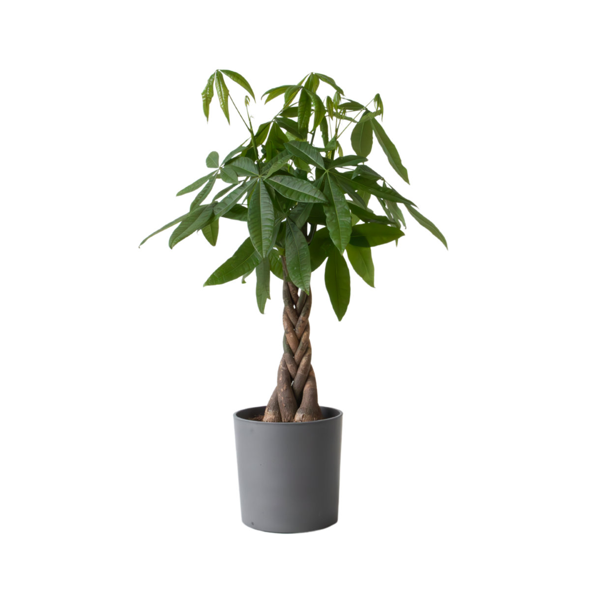 Money Tree Plant - Pachira aquatica - Height 110-120cm - ⌀24cm