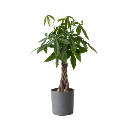 Money Tree Plant - Pachira aquatica - Height 110-120cm - ⌀24cm