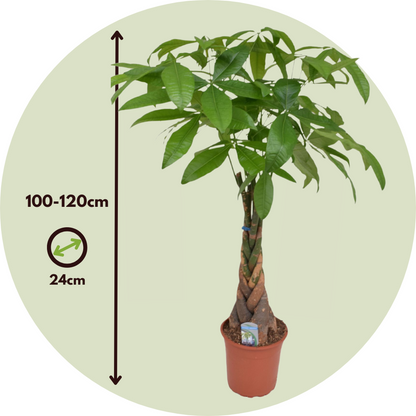 Arbre à argent - Pachira aquatica - Hauteur 100-120cm - ⌀24cm