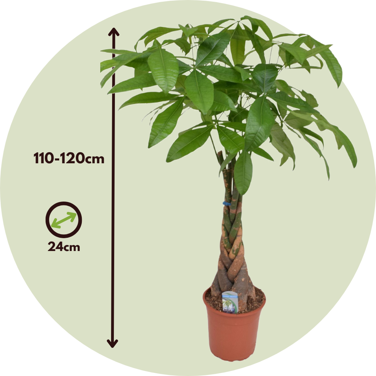 Money Tree Plant - Pachira aquatica - Height 110-120cm - ⌀24cm