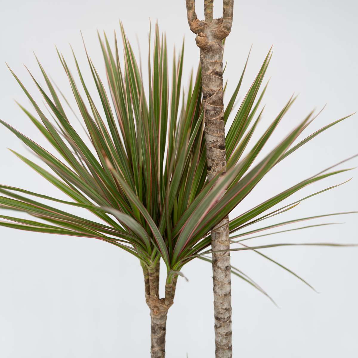 Madagascar Dragon Tree - Dracaena marginata 'Bicolor' - Height 140-150cm - ⌀27cm