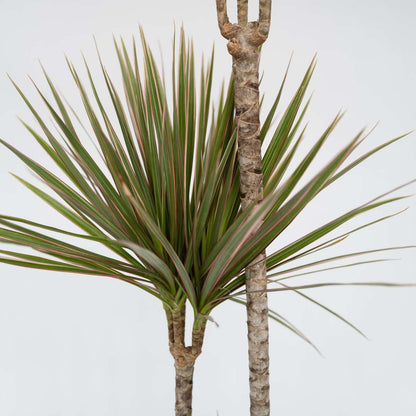 Madagascar Dragon Tree - Dracaena marginata 'Bicolor' - Height 140-150cm - ⌀27cm