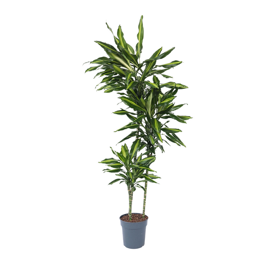 Corn plant - Dracaena fragrans 'Cintho' - Height 140-150cm - ⌀24cm