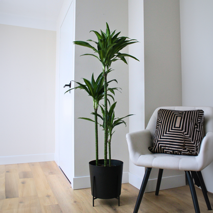 Dragon Tree - Dracaena surculosa 'Hawaiian Sunshine' - Height 130-140cm - ⌀24cm