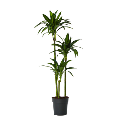 Dragon Tree - Dracaena surculosa 'Hawaiian Sunshine' - Height 130-140cm - ⌀24cm