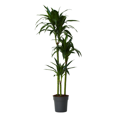 Dragon Tree - Dracaena deremensis 'Janet Craig' - Height 140-150cm - ⌀24cm
