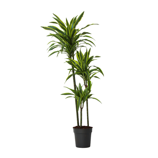 Dragon Tree - Dracaena 'Lemon Lime' - Height 130-140cm - ⌀24cm