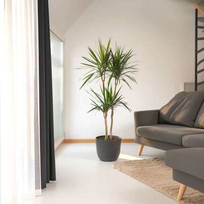 Dragonnier - Dracaena marginata - Hauteur 150-160cm - ⌀27cm