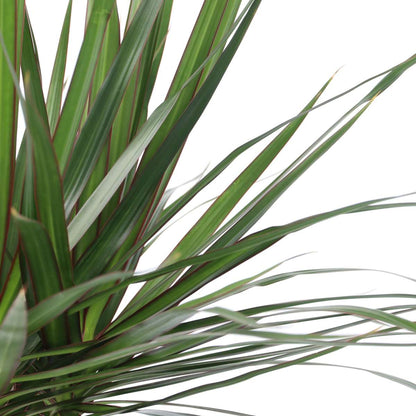 Dragonnier - Dracaena marginata - Hauteur 150-160cm - ⌀27cm