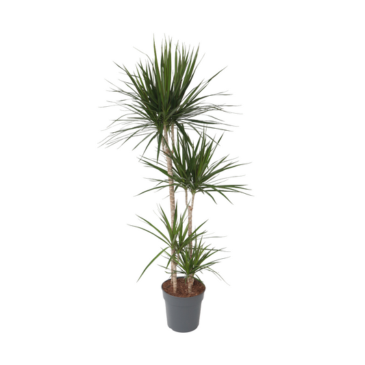 Madagascar Dragon Tree - Dracaena marginata - Height 150-160cm - ⌀27cm