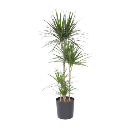 Dragonnier - Dracaena marginata - Hauteur 150-160cm - ⌀27cm