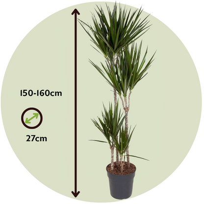 Dragonnier - Dracaena marginata - Hauteur 150-160cm - ⌀27cm
