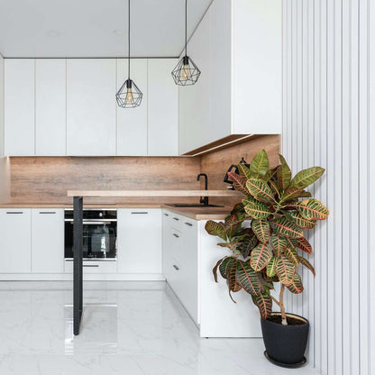 Croton - Codiaeum variegatum 'Mrs. Iceton' - Hauteur 140-150cm - ⌀31cm