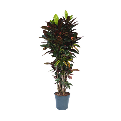 Croton - Codiaeum variegatum 'Mrs. Iceton' - Hauteur 140-150cm - ⌀31cm