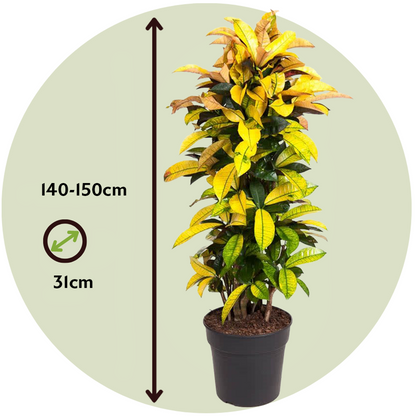 Croton - Codiaeum variegatum 'Mrs. Iceton' - Hauteur 140-150cm - ⌀31cm