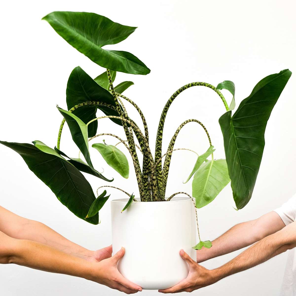 Plante éléphant - Alocasia 'Zebrina' - Hauteur 140-150cm - ⌀32cm