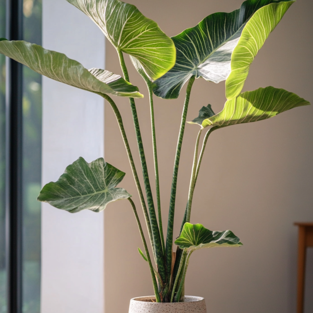 Plante éléphant - Alocasia 'Zebrina' - Hauteur 140-150cm - ⌀32cm