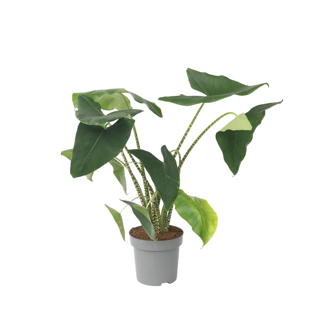 Plante éléphant - Alocasia 'Zebrina' - Hauteur 140-150cm - ⌀32cm
