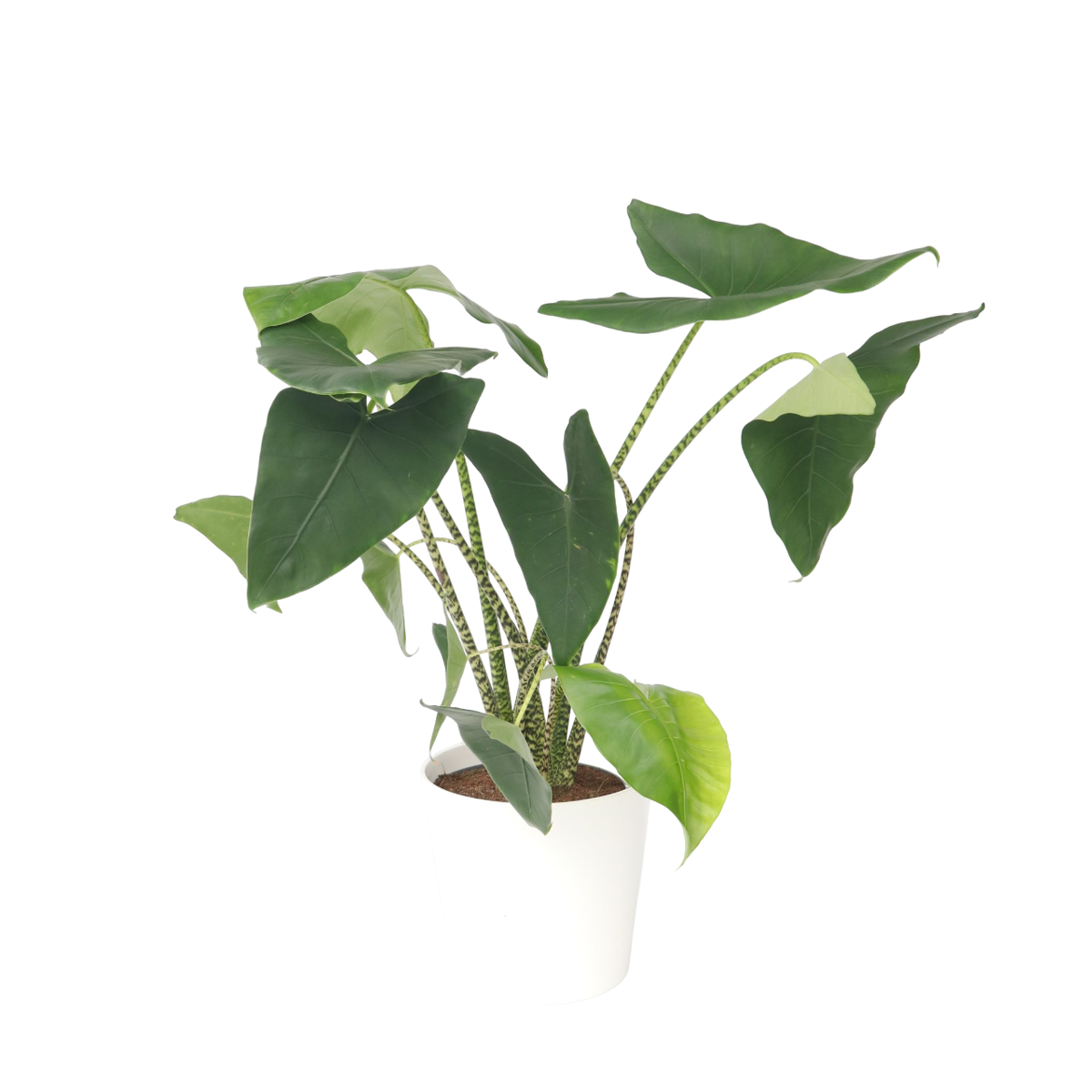 Plante éléphant - Alocasia 'Zebrina' - Hauteur 140-150cm - ⌀32cm