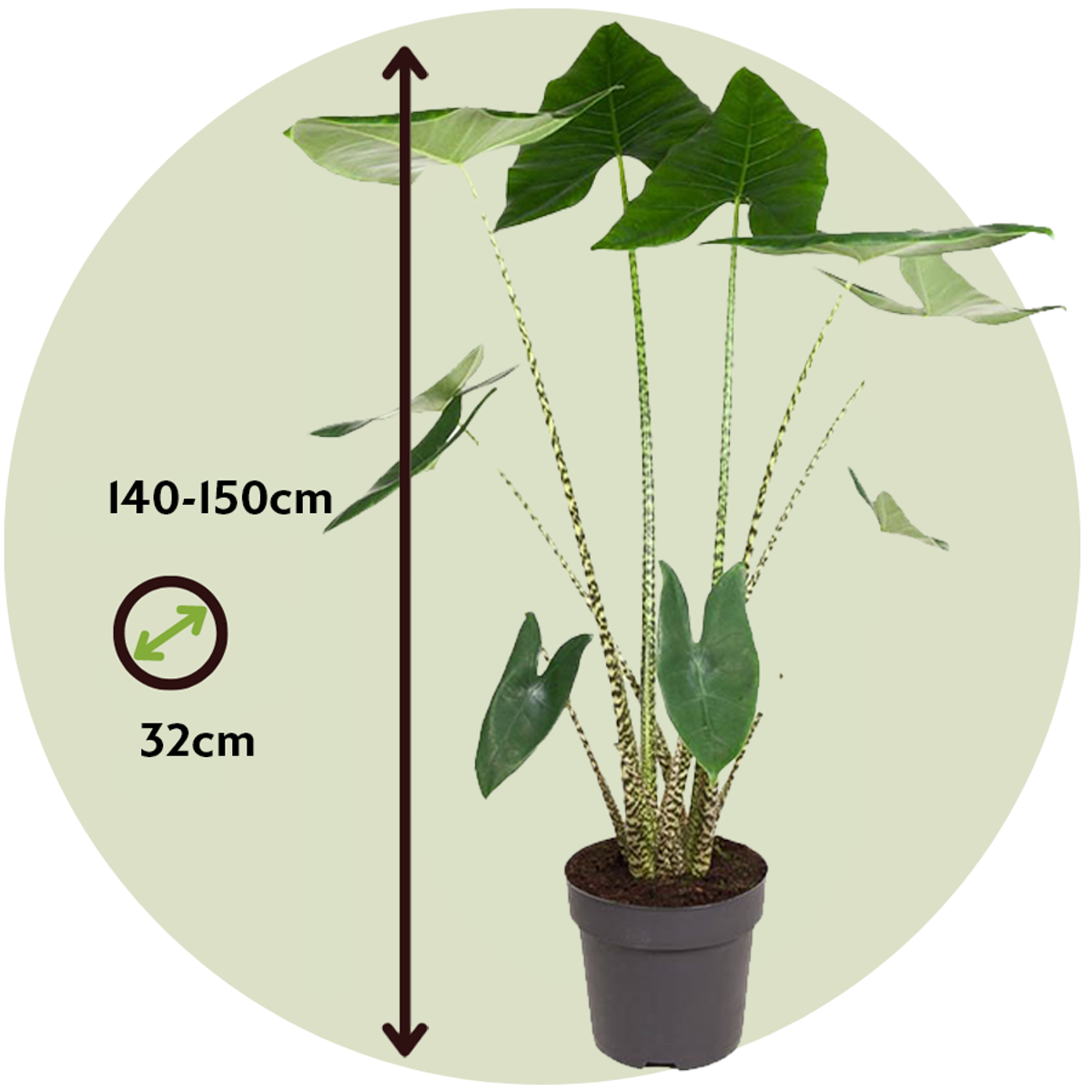 Plante éléphant - Alocasia 'Zebrina' - Hauteur 140-150cm - ⌀32cm