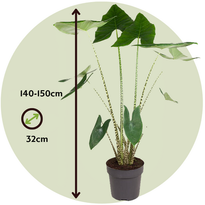 Plante éléphant - Alocasia 'Zebrina' - Hauteur 140-150cm - ⌀32cm