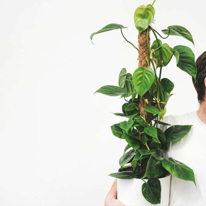 Plante verte - Philodendron scandens - Hauteur 150-160cm - ⌀27cm