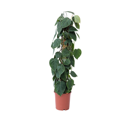 Plante verte - Philodendron scandens - Hauteur 150-160cm - ⌀27cm
