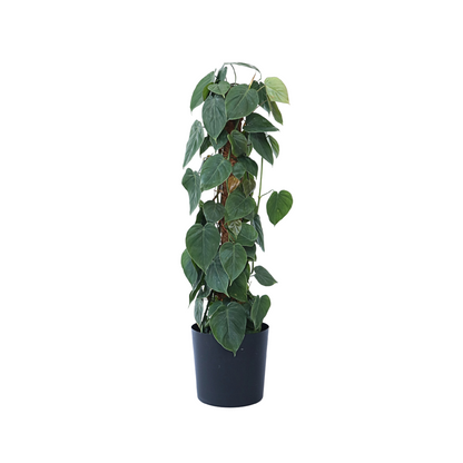 Plante verte - Philodendron scandens - Hauteur 150-160cm - ⌀27cm