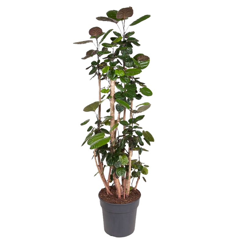 Arbre ombrelle - Polyscias 'Fabian' - Hauteur 140-150cm - ⌀31cm