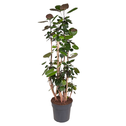 Aralia - Polyscias 'Fabian' - Height 140-150cm - ⌀31cm